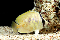 picture of Citron Butterfly Med                                                                                 Chaetodon citrinellus