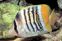 picture of Merten's Butterfly Med                                                                               Chaetodon mertensii