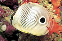 picture of Four Eye Butterfly Med                                                                               Chaetodon capistratus