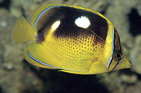 picture of Four Spot Butterfly Med                                                                              Chaetodon quadrimaculatus