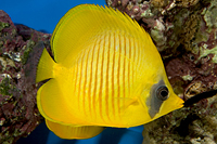 picture of Semilarvatus Butterfly Red Sea Sml                                                                   Chaetodon semilarvatus