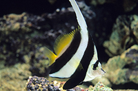 picture of Black & White Heniochus Lrg                                                                          Heniochus acuminatus