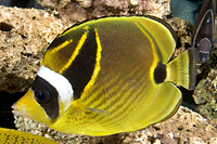 picture of Raccoon Butterfly Med                                                                                Chaetodon lunula