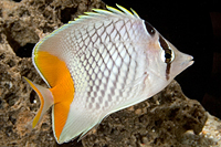 picture of Pearlscale Butterfly Med                                                                             Chaetodon xanthurus