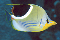 picture of Saddleback Butterfly Med                                                                             Chaetodon ephippium