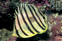 picture of Eight Line Butterfly Med                                                                             Chaetodon octofasciatus