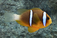 picture of Blue Stripe Clownfish Med                                                                            Amphiprion chrysopterus