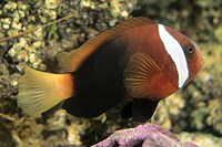 picture of Cinnamon Clownfish Med                                                                               Amphiprion melanopus