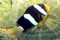 picture of Clarkii Clownfish Sml                                                                                Amphiprion clarkii