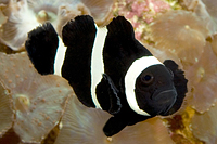 picture of Black Saddle Back Clownfish Med                                                                      Amphiprion polymnus