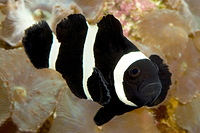 picture of Black Saddle Back Clownfish PNG Lrg                                                                  Amphiprion polymnus