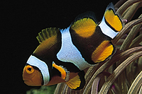 picture of True Percula Clownfish PNG Med                                                                       Amphiprion percula