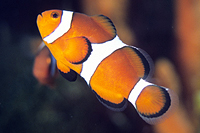 picture of Ocellaris Clownfish Med                                                                              Amphiprion ocellaris