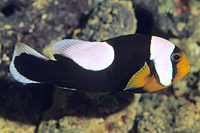 picture of Saddle Back Clownfish PNG Med                                                                        Amphiprion polymnus