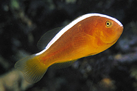 picture of Orange Skunk Clownfish Med                                                                           Amphiprion sandaracinos