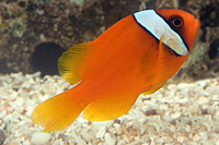 picture of Tomato Clownfish Sml                                                                                 Amphiprion frenatus