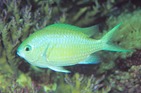 picture of Green Chromis Xlg                                                                                    Chromis viridis