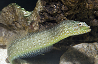 picture of Green Wolf Eel Med                                                                                   Congragadus subducens