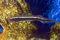 picture of Engineer Goby                                                                                        Pholidichthys leucotaenia