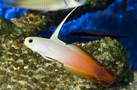 picture of Firefish                                                                                             Nemateleotris magnifica