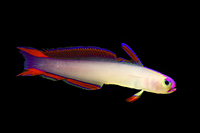 picture of Purple Firefish Sml                                                                                  Nemateleotris decora