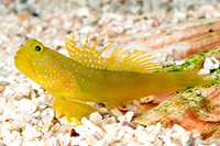 picture of Yellow Watchman Goby Sml                                                                             Cryptocentrus cinctus