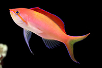 picture of Dispar Anthias Med                                                                                   Mirolabrichthys dispar