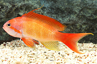 picture of Lyretail Anthias Male Fiji Med                                                                       Pseudanthias squamipinnis