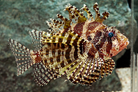 picture of Dwarf Lionfish Sml                                                                                   Dendrochirus zebra