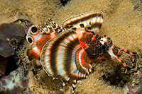 picture of Fu Man Chu Lionfish Med                                                                              Dendrochirus bioceliatus