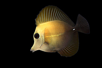 picture of Scopas Tang Sml                                                                                      Zebrasoma scopas