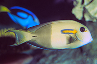 picture of Orange Shoulder Tang Med                                                                             Acanthurus olivaceus