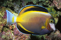 picture of Powder Brown Tang Med                                                                                Acanthurus japonicus