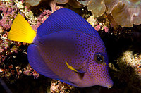 picture of Purple Tang Med                                                                                      Zebrasoma xanthurum