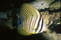 picture of Desjardini Sailfin Tang Red Sea Sml                                                                  Zebrasoma desjardini