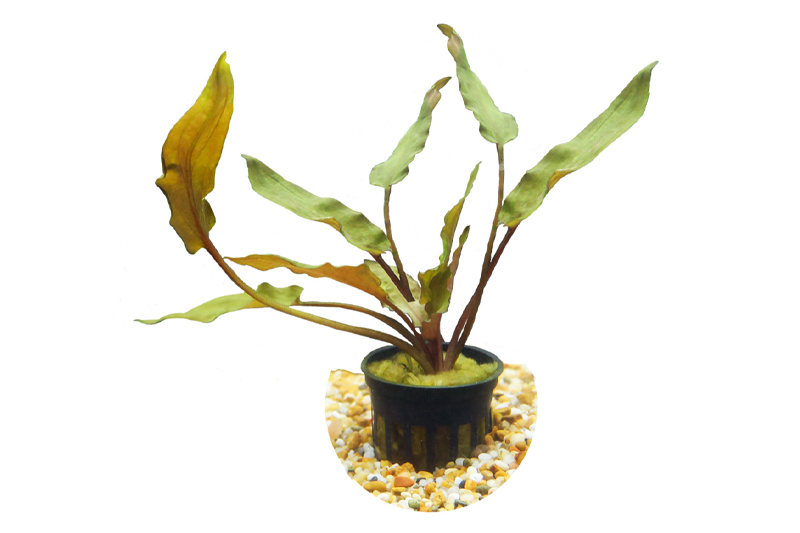 picture of HydrOasis™ Crypt Wendtii 