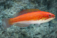 picture of Whip Fin Fairy Wrasse Med                                                                            Cirrhilabrus filamentosus