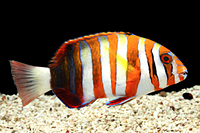 picture of Harlequin Tuskfish Australia Lrg                                                                     Choerodon fasciatus