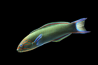 picture of Lunare Wrasse Indonesia Lrg                                                                          Thalassoma lunare