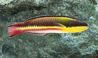 picture of Mexican Rainbow Wrasse Med                                                                           Thalassoma lucasanum