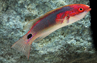 picture of Exquisite Fairy Wrasse Med                                                                           Cirrhilabrus exquisitus