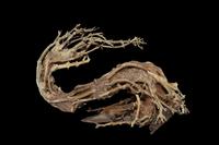 picture of Dragon's Tail Bonsai Driftwood M094 Sml                                                              Artocarpus heterophyllus