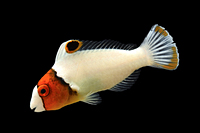 picture of Bicolor Parrotfish Sml                                                                               Cetoscarus bicolor 