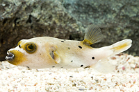 picture of Dogface Puffer Sml                                                                                   Arothron nigropunctatus