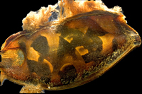 picture of Shark Egg                                                                                            Chiloscyllium punctatum