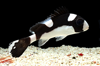 picture of Dogface Sweetlips Med                                                                                Plectorhinchus picus