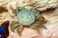 picture of Emerald Crab Sml                                                                                     Mithrax sculptus