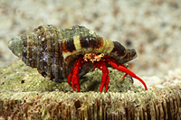 picture of Scarlet Reef Hermit Crab Sml                                                                         Paguristes cadenati