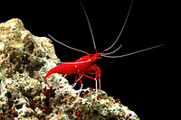 picture of Fire Shrimp Lrg                                                                                      Lysmata debelius