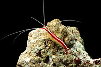 picture of Skunk Cleaner Shrimp Lrg                                                                             Lysmata amboinensis